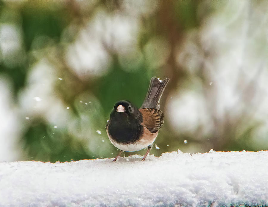 Snowbird Photograph by Marilyn Wilson
