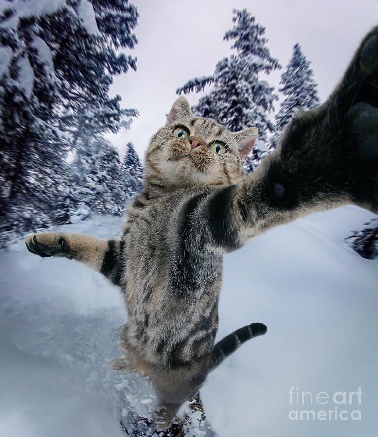 Snowboarding Cat Selfie Photograph by Warren Photographic