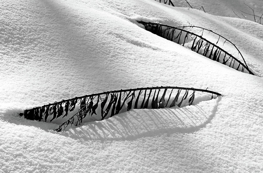 Snowbound Photograph by Debbie Oppermann