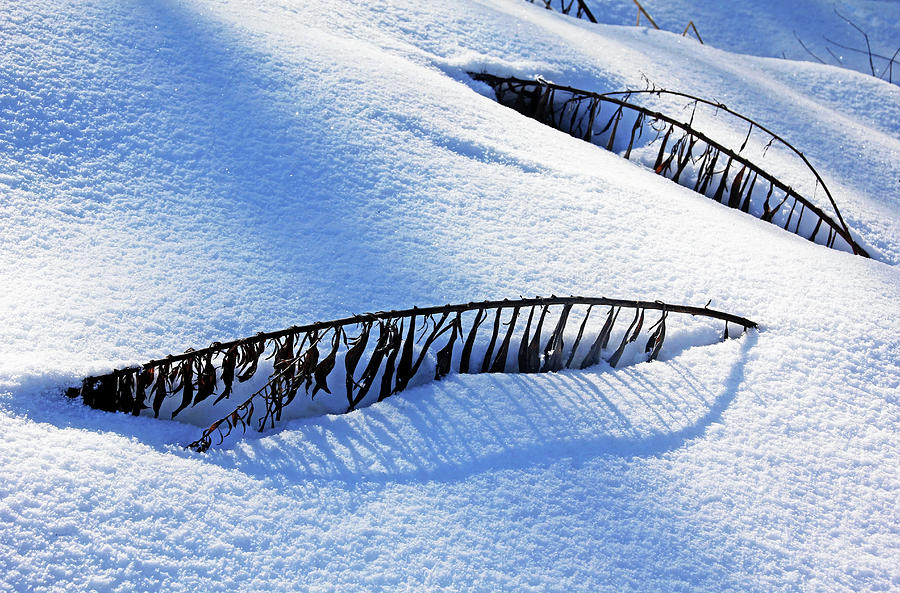 Snowbound II Photograph by Debbie Oppermann