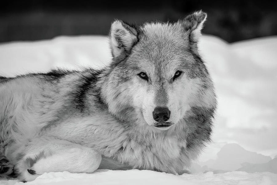 Snowbound Wolf Photograph by Athena Mckinzie | Fine Art America