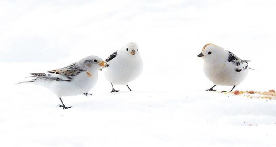 Snowbunting In The Snow. Looks Like Photograph by Sannamari Blinnikka-Tyrvainen