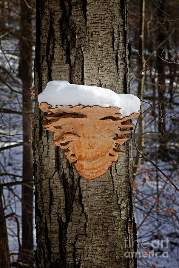 Snowcapped Arrowhead Fungus Photograph by Lone Palm Studio