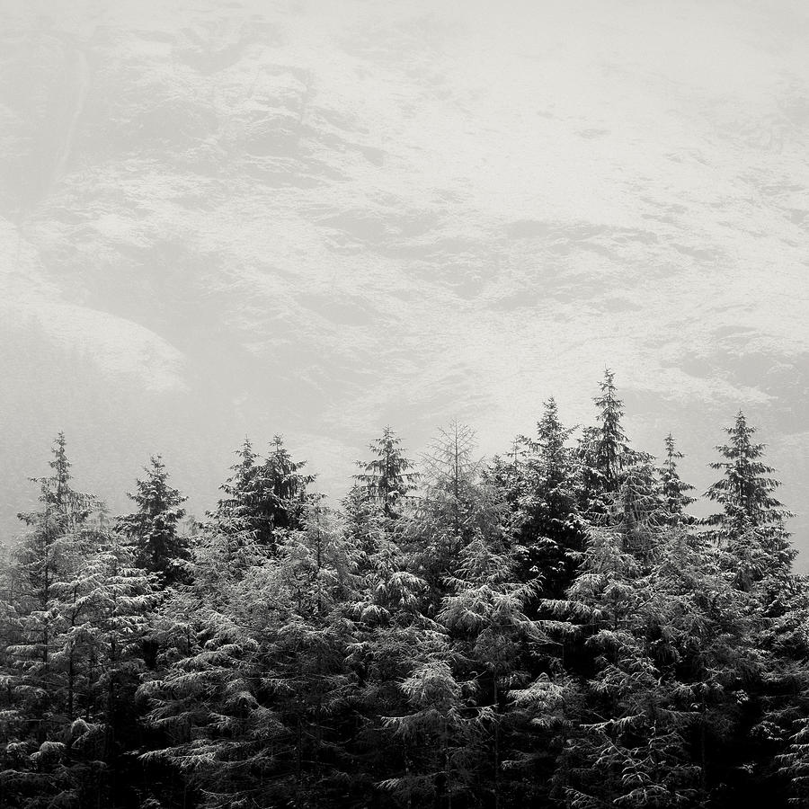 Winter Photograph - Snowcapped Firs by Dave Bowman