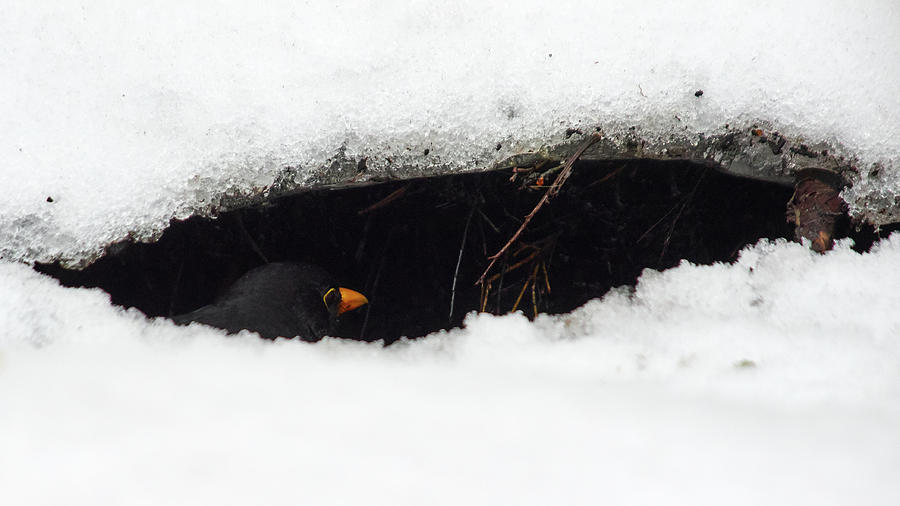 Snowcavebird. Eurasian Blackbird Photograph