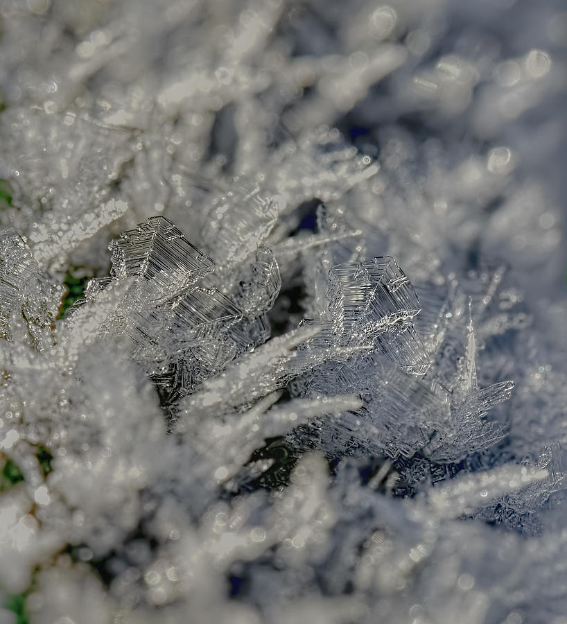 Snowchrystals  Photograph by Leif Sohlman