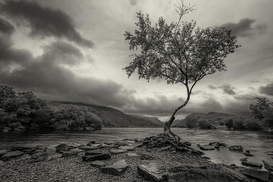 Snowdonia Wales The Lonely Tree by John Williams Snowdonia Wales The Lonely Tree by John Williams