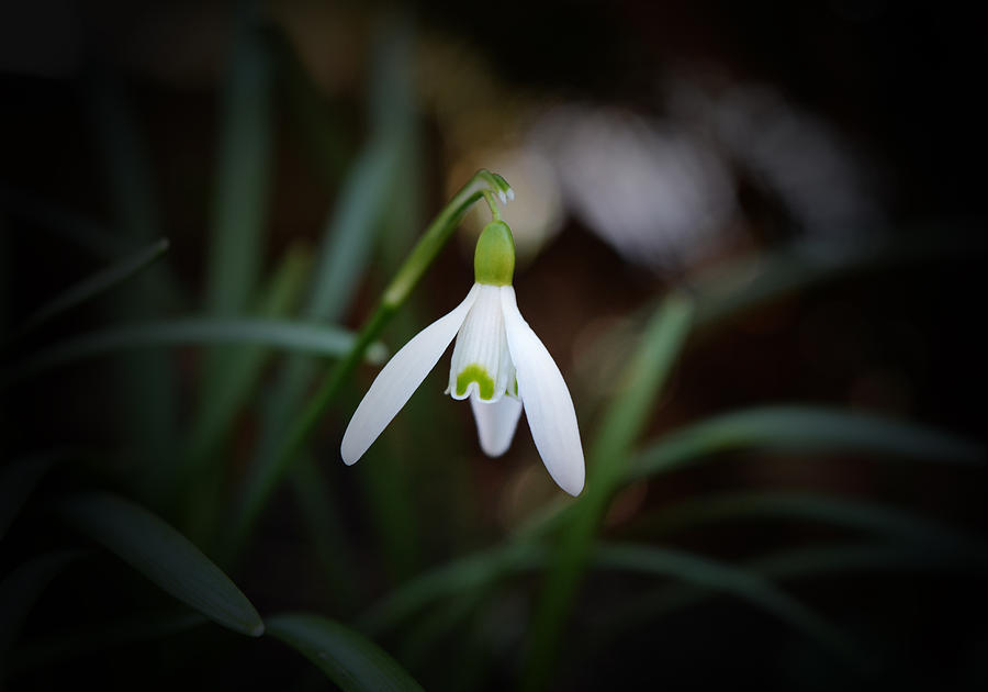 Flower Photograph - Snowdrop 2 by Richard Andrews
