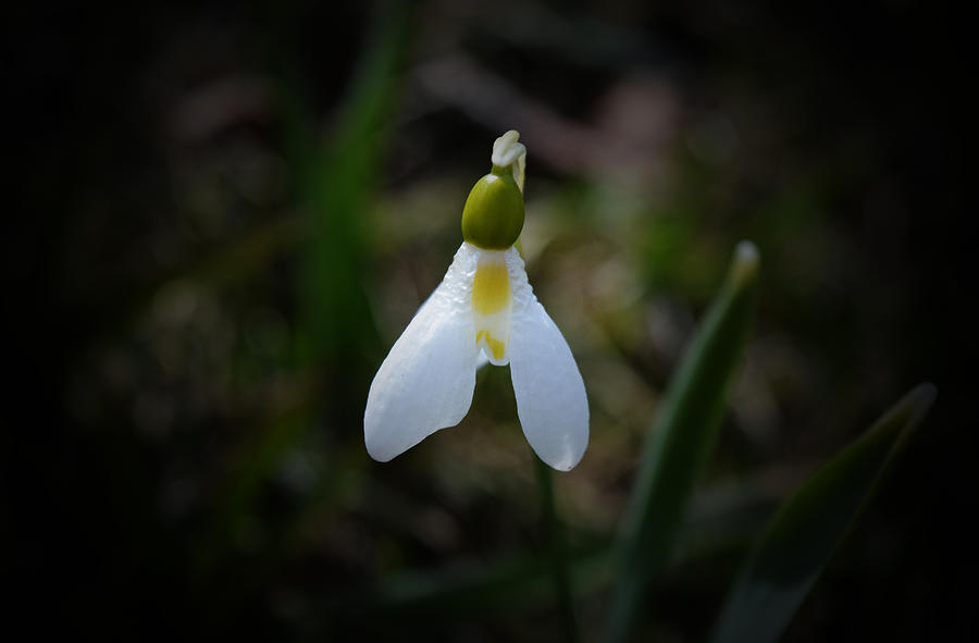 Spring Photograph - Snowdrop 3 by Richard Andrews