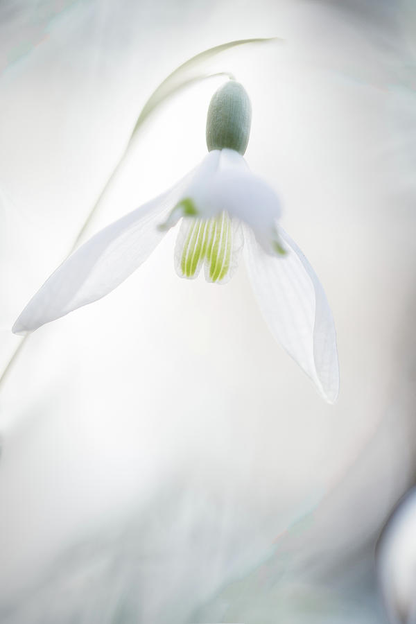 Snowdrop a fragile hint of spring Photograph by Dirk Ercken
