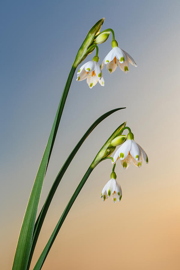 Snowdrop bell shaped flowers on pure sky Photograph by Sergey Taran