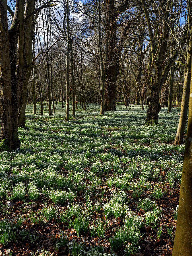 Snowdrop Carpet Photograph by Mark Llewellyn