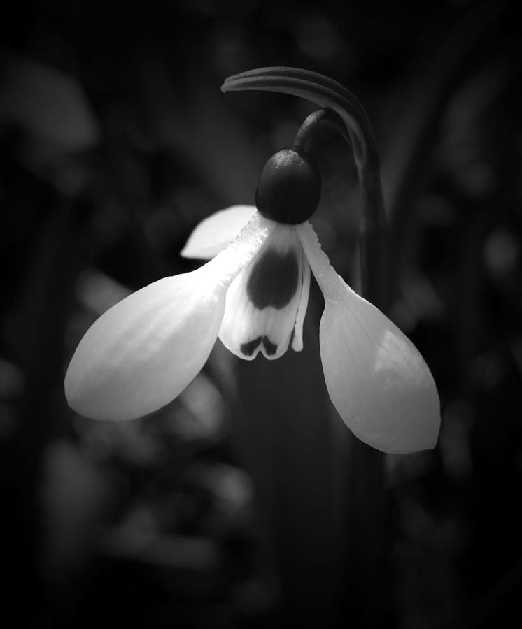 Spring Photograph - Snowdrop - Detail B n W by Richard Andrews