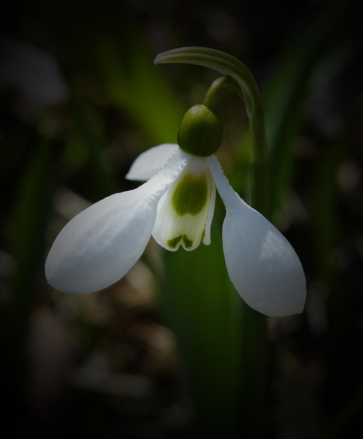 Spring Photograph - Snowdrop - Detail by Richard Andrews