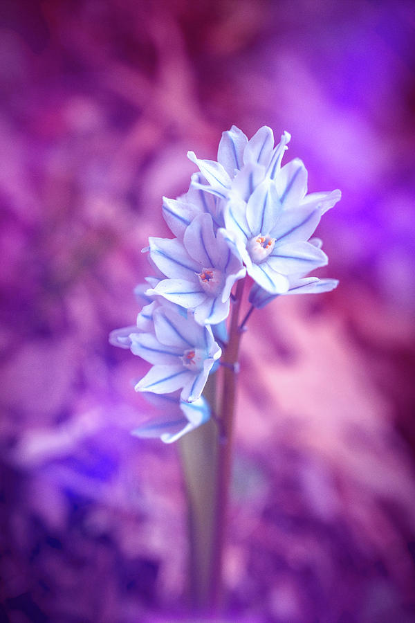 Snowdrop Flower Photograph
