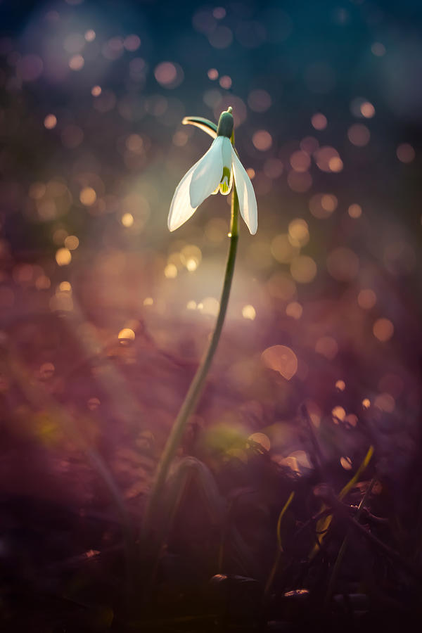 Snowdrop in spring rain Photograph by Jaroslaw Blaminsky