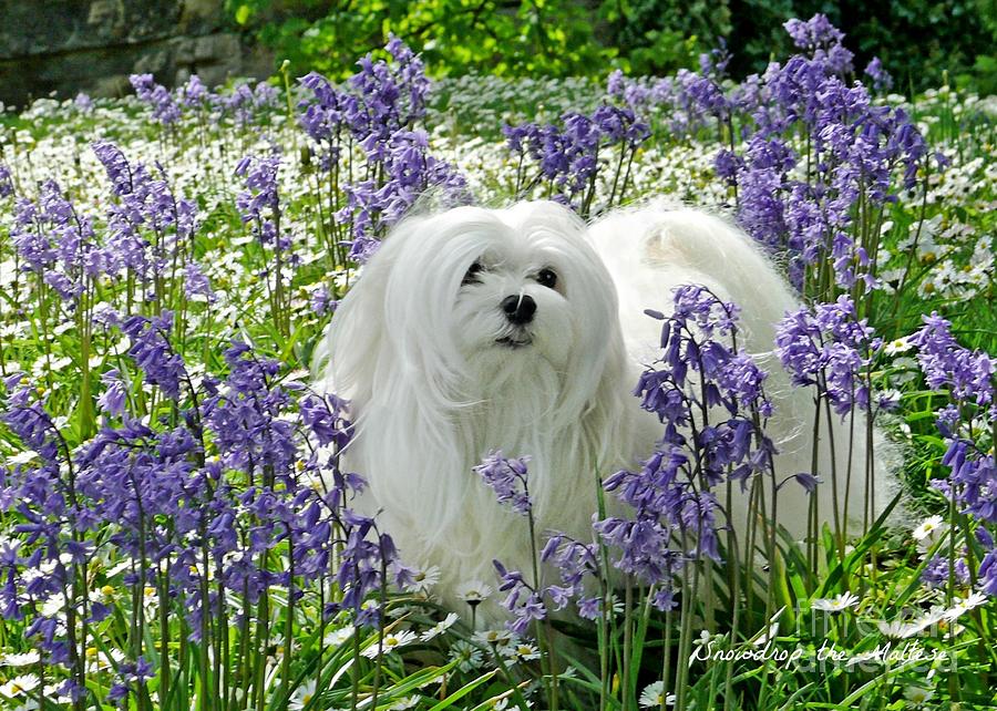 Maltese Dog Gifts Mixed Media - Snowdrop in the Bluebell Woods by Morag Bates