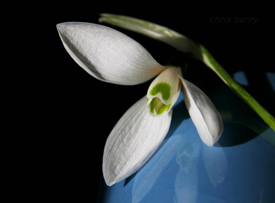 Snowdrop on Blue and Black Photograph by Chris Berry