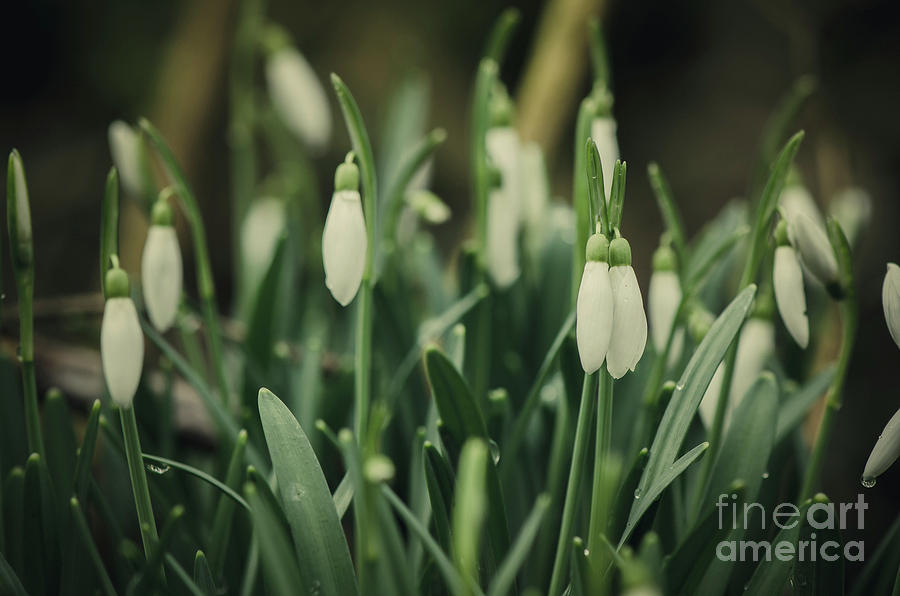 Snowdrop plant, closed flowers, Galanthus nivalis Photograph by Perry Van Munster