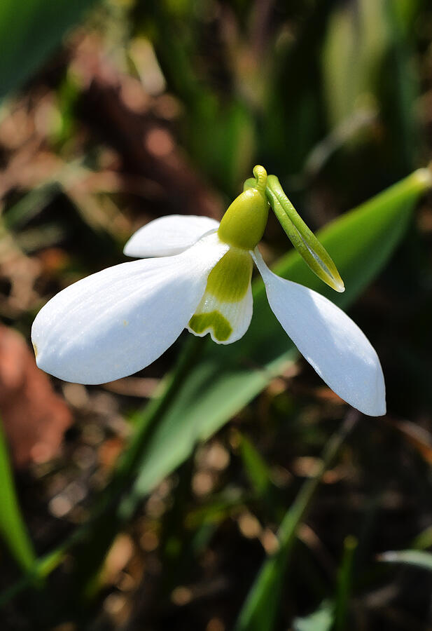 Flower Photograph - Snowdrop by Richard Andrews