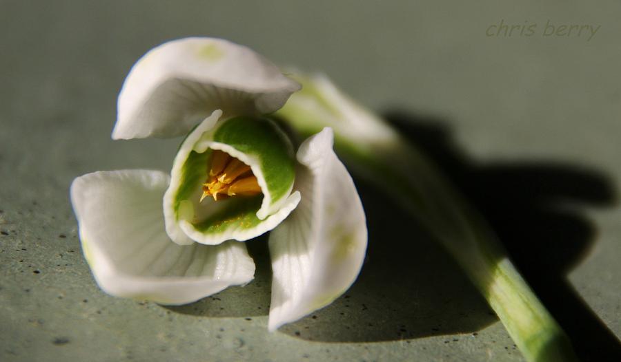 Snowdrop Still Life Photograph by Chris Berry