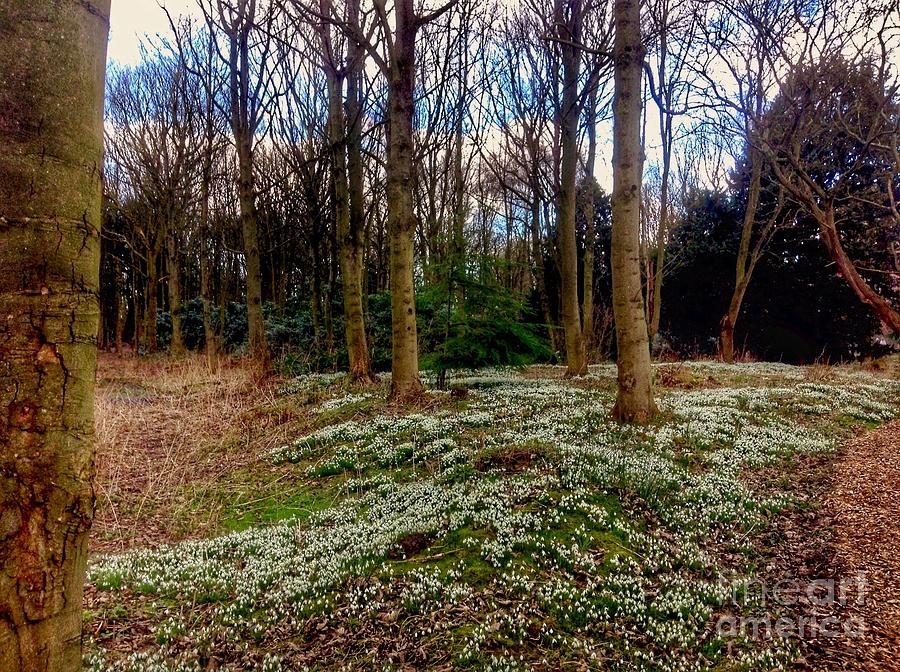 Snowdrop Woods 2 Photograph by Joan-Violet Stretch