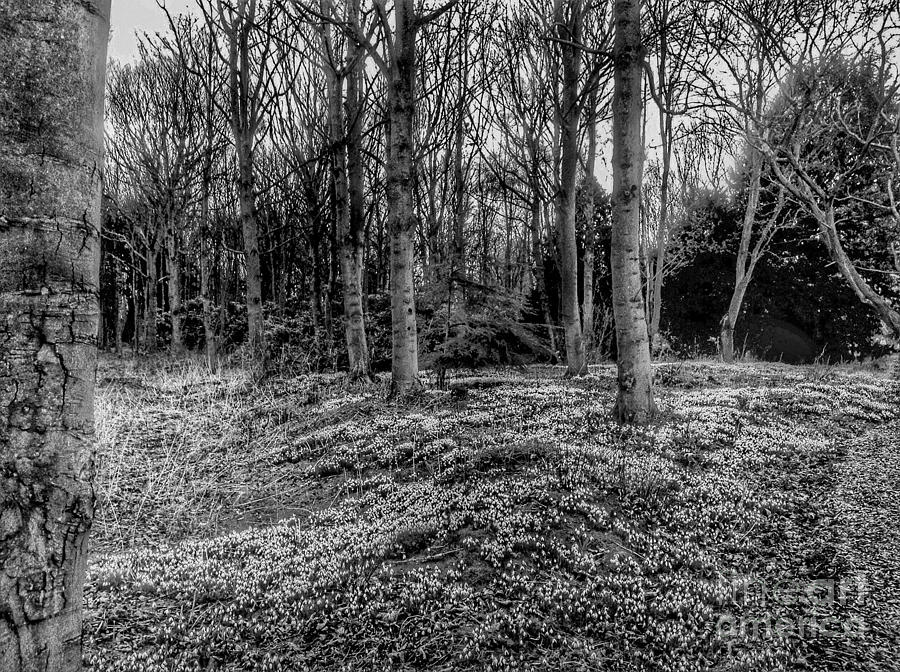 Snowdrop Woods in Black and White Photograph by Joan-Violet Stretch