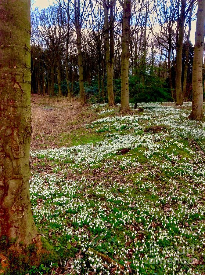 Snowdrop Woods Photograph by Joan-Violet Stretch