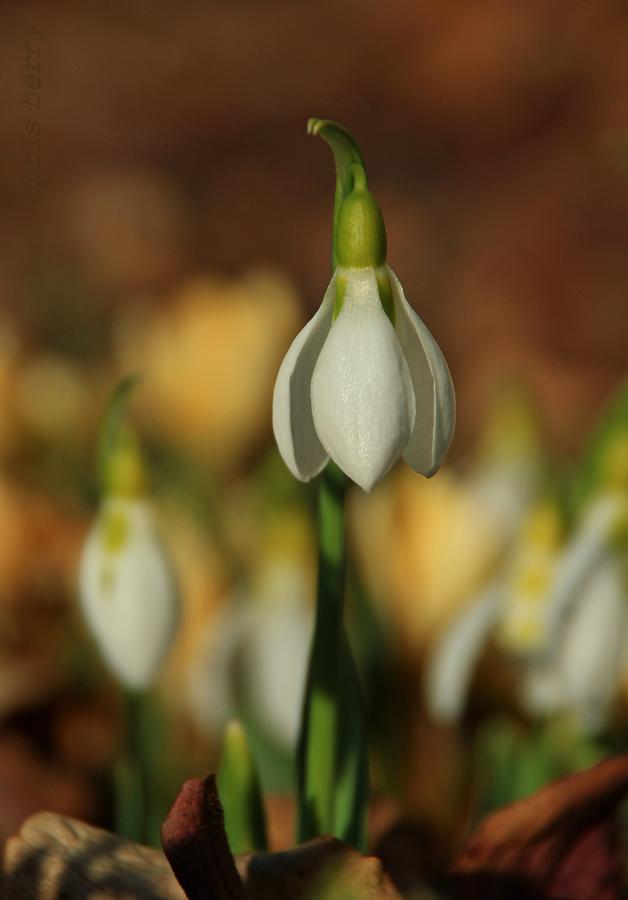 Snowdrops and Crocus  Photograph by Chris Berry