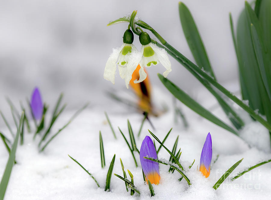 Snowdrops and crocus Photograph by Odon Czintos | Fine Art America