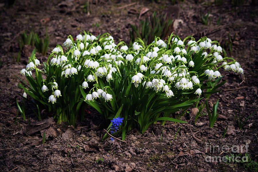 Snowdrops are the first spring flowers that bloom early spring ...