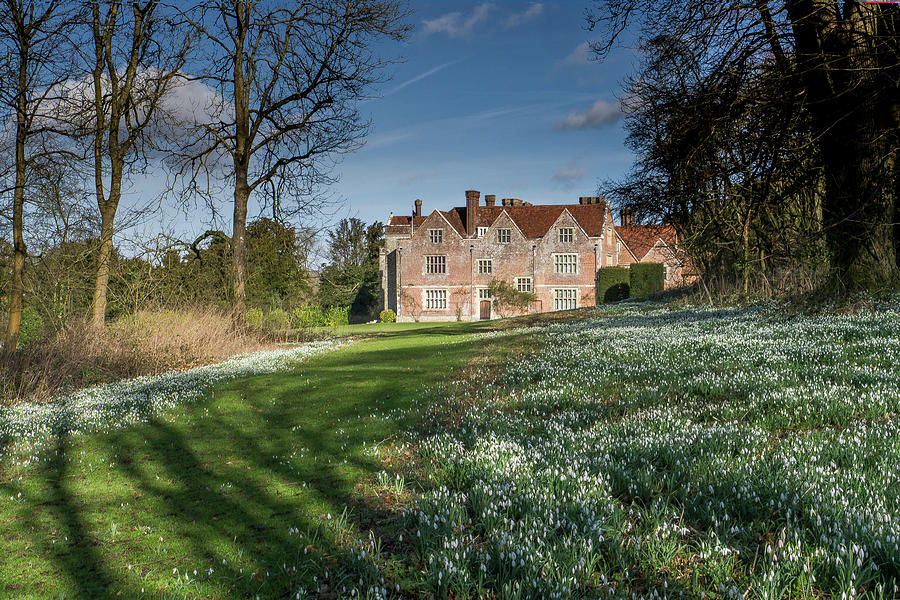 Snowdrops at Chawton House ,Hampshire  Photograph by Philip Enticknap