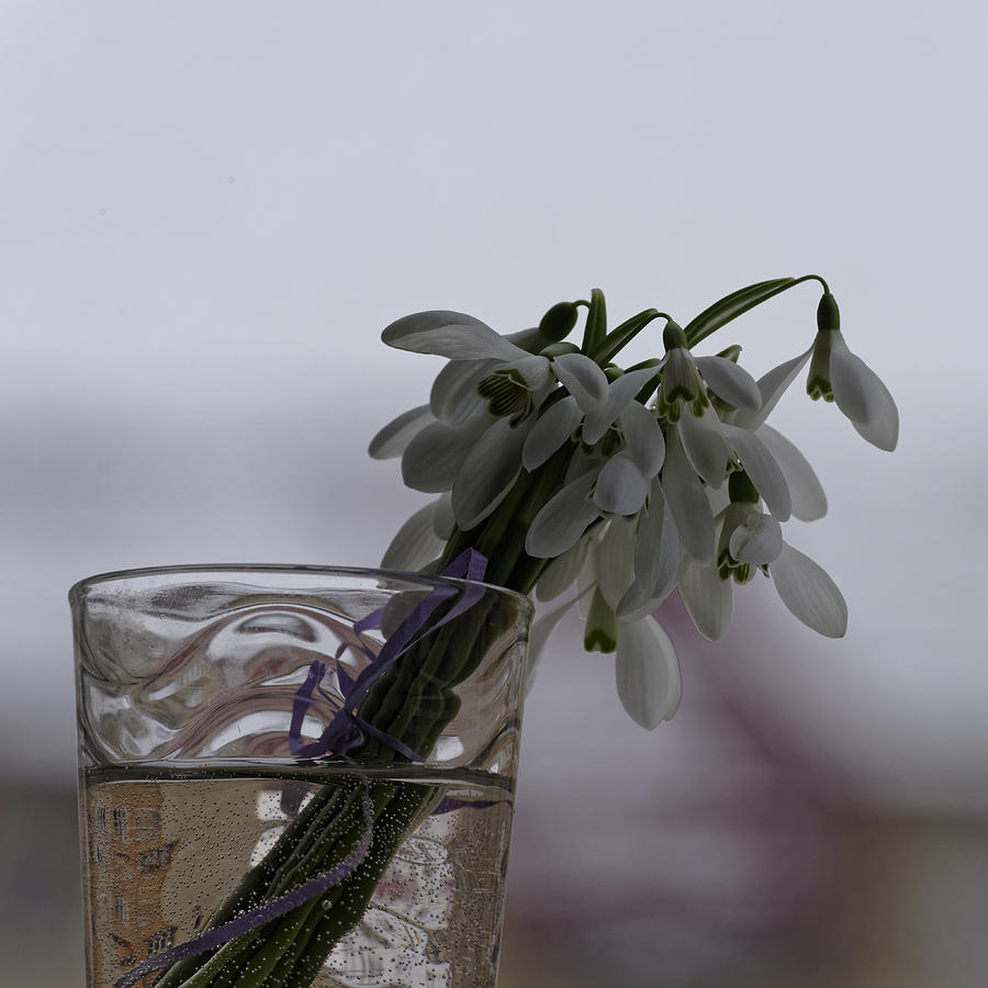 Arrangement Photograph - Snowdrops Bouquet In The Glass by Adrian Bud Arrangement Photograph - Snowdrops Bouquet In The Glass by Adrian Bud