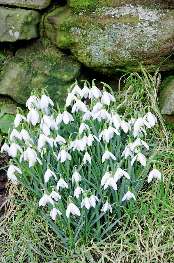 Snowdrops by the Wall Photograph by Rod Johnson