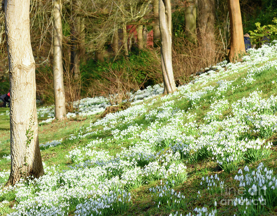 Snowdrops Photograph by Colin Rayner