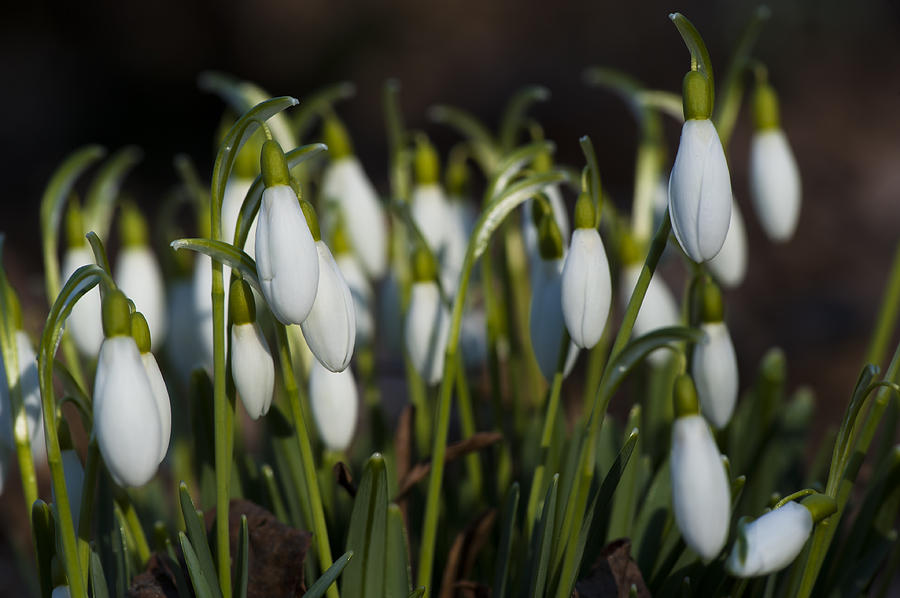 Snowdrops Photograph by Dan Hefle