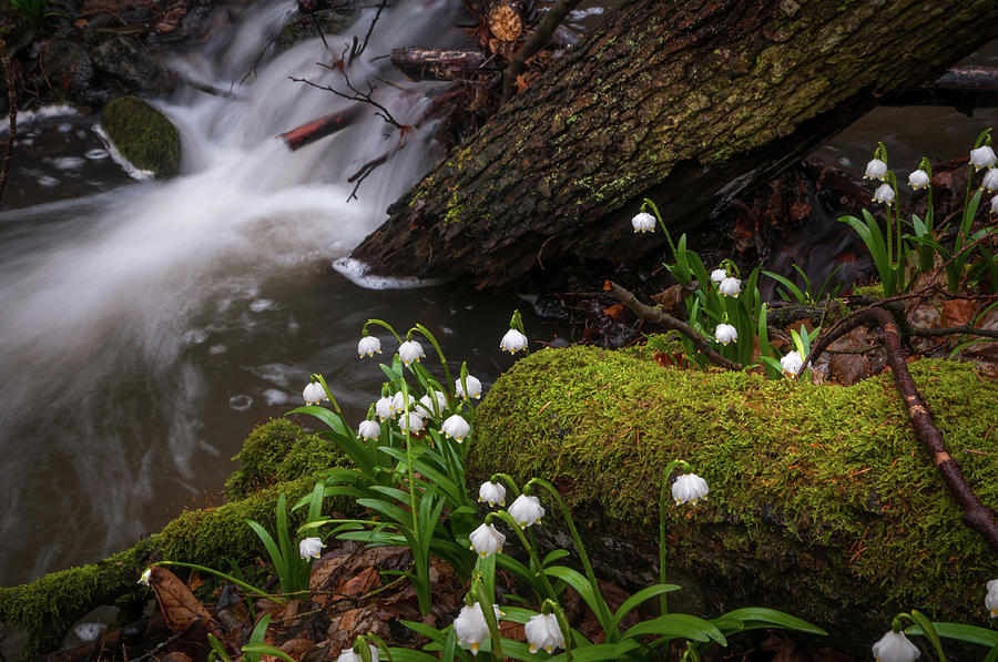 Snowdrops Flowers in Spring Forest Photograph by Jenny Rainbow