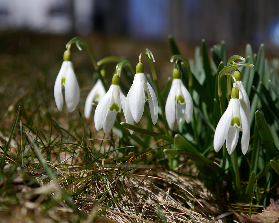 Snowdrops I Photograph by Richard Reeve