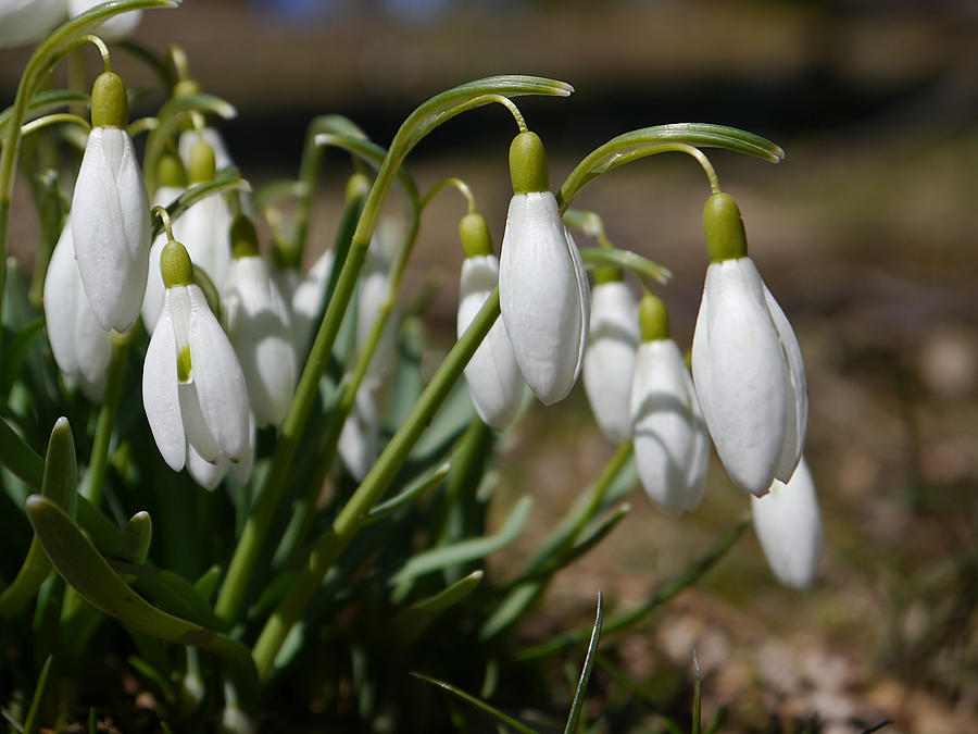 Snowdrops II Photograph by Richard Reeve