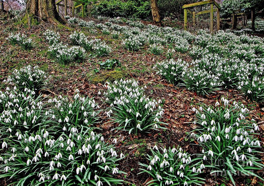 Snowdrops In Spring Woodland Photograph by Martyn Arnold