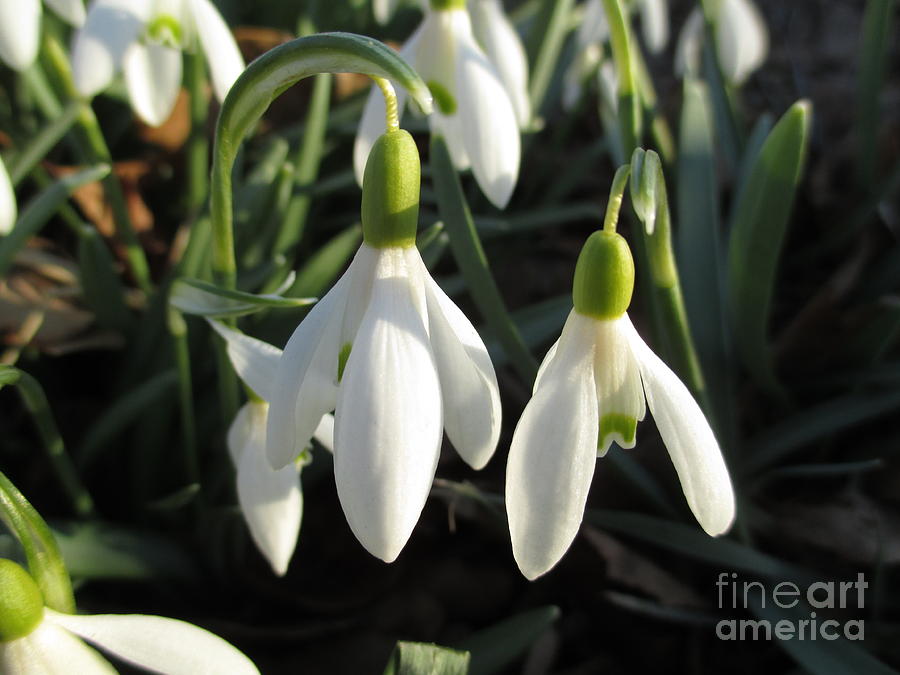 Snowdrops in the Sun Photograph by Martin Howard