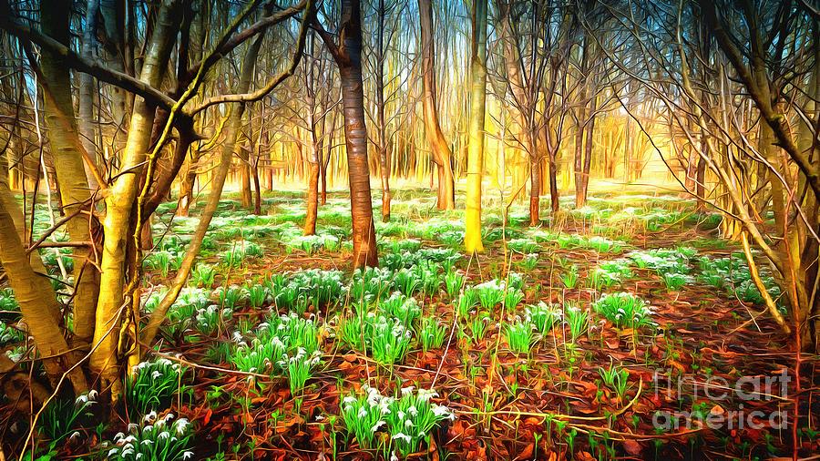 Snowdrops in the woods Photograph by Mick Flynn