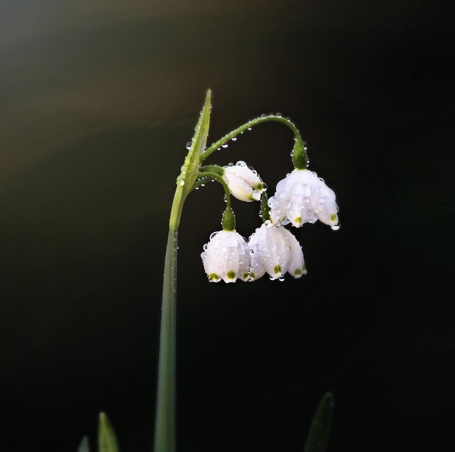Snowdrops In Water Photograph