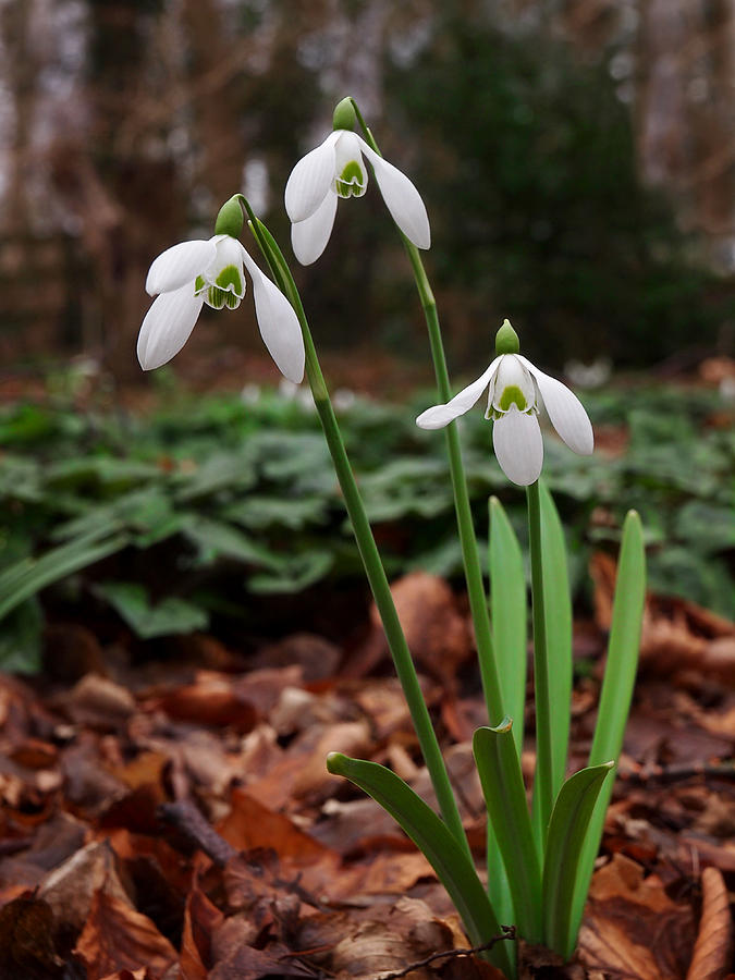 Snowdrops In Woodland Photograph by Gill Billington