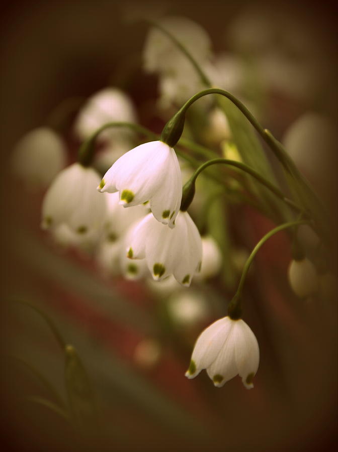 Snowdrops Photograph by Jessica Jenney