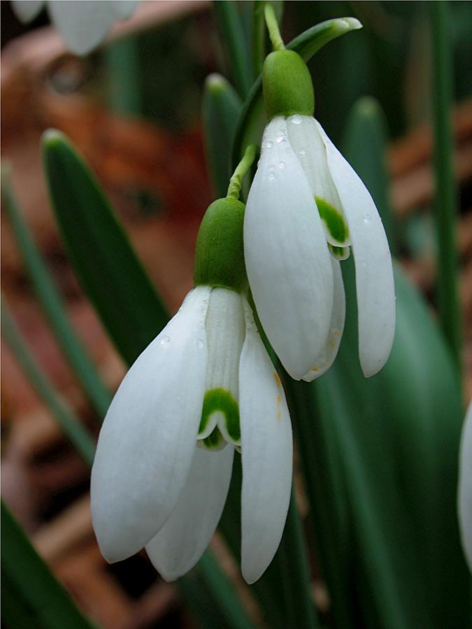 Snowdrops Photograph by Juergen Roth