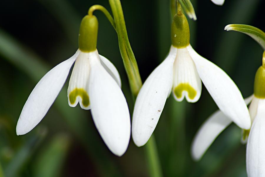 Snowdrops Photograph by Larry Ricker