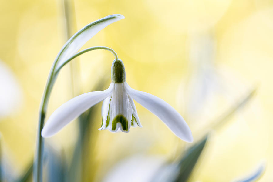 Flower Photograph - Snowdrops by Mandy Disher