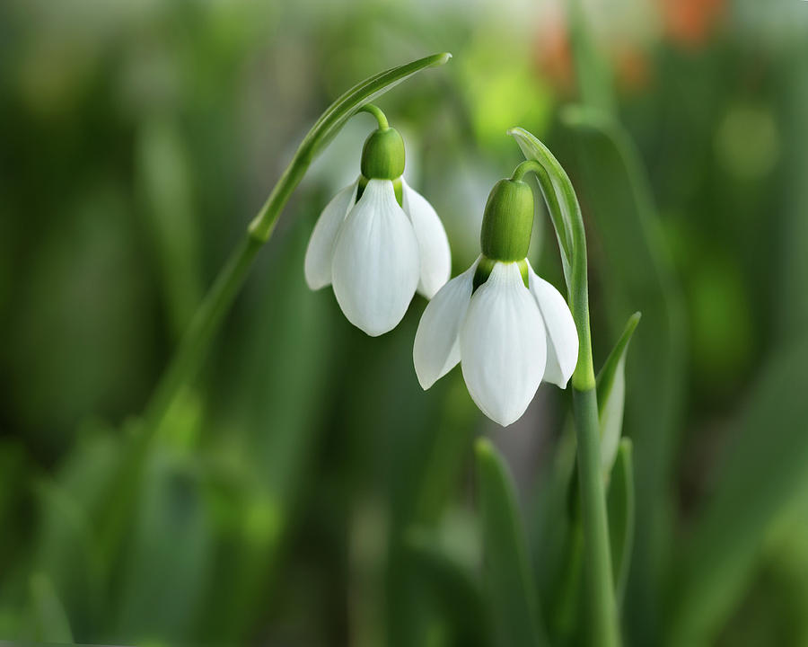Snowdrops Photograph by Mary Jo Allen