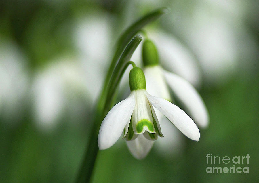 Flower Photograph - Snowdrops  by Sharon Talson